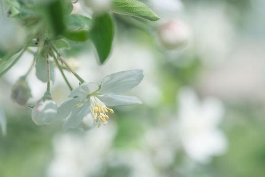 White delicate flowers of apple tree close-up in a spring garden in the early morning with space for text