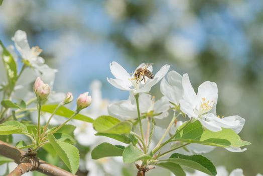 Bee melliferous collects nectar from a white flowers of apple tree in a spring garden close-up