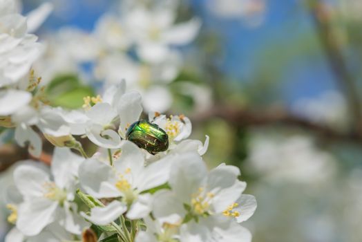 Green Rose chafer on a white apple flower close-up