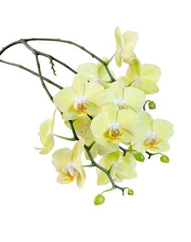 Many flowers of yellow Phalaenopsis Orchid isolated on a white background