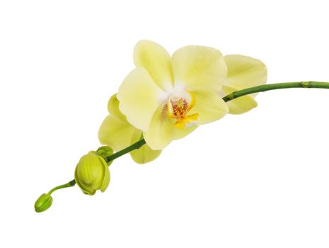 Flowers of yellow Phalaenopsis Orchid isolated on a white background