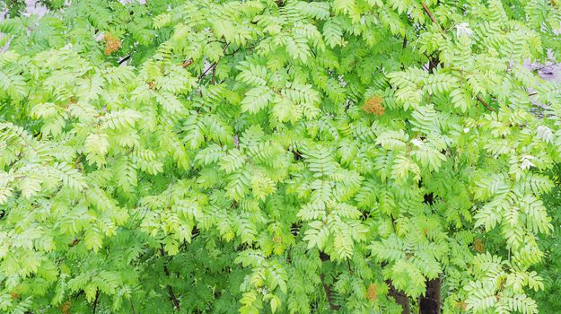 Lush green natural background consisting of leaves of mountain ash