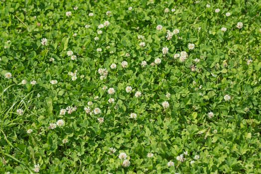 Green lawn with a lot of white clover flowers