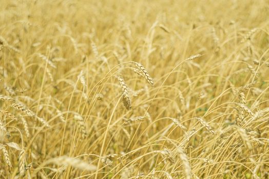 Field with a large golden ears of ripe wheat close-up