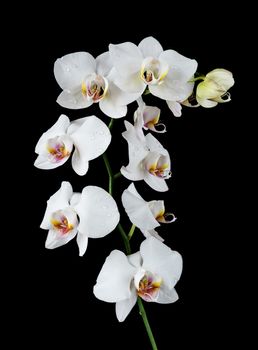 White orchid phalaenopsis flower covered with water drops, isolated on a black background