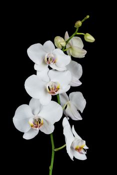 White orchid phalaenopsis flower, isolated on a black background