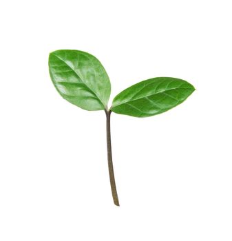 Young sprout with two green leaflets isolated on a white background