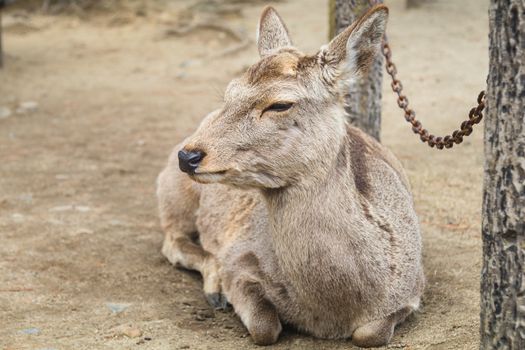 deer lying on the ground