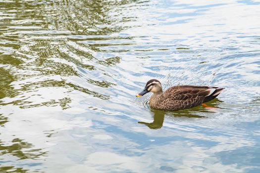 duck swimming in the river