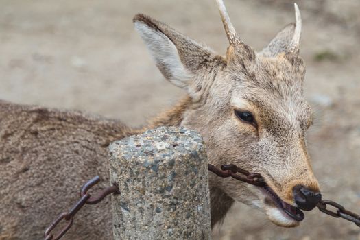 deer bite a chain in the park