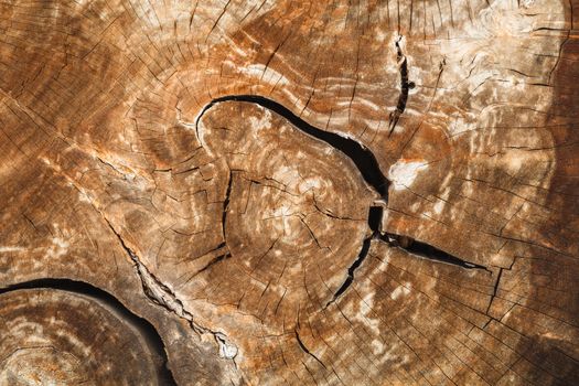 detail of wood stump texture background