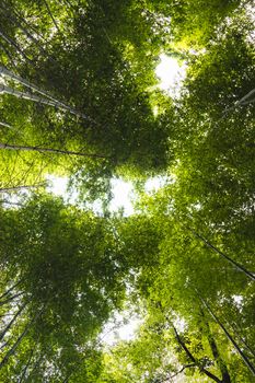 bamboo forest from bottom view