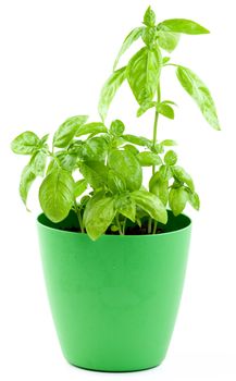 Bunch of Fresh Green Lush Foliage Basil in Green Flower Pot isolated on White background