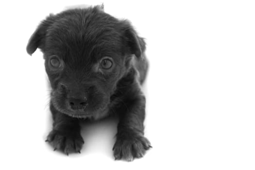 Close up baby dirty dog black color on white background, selective focus