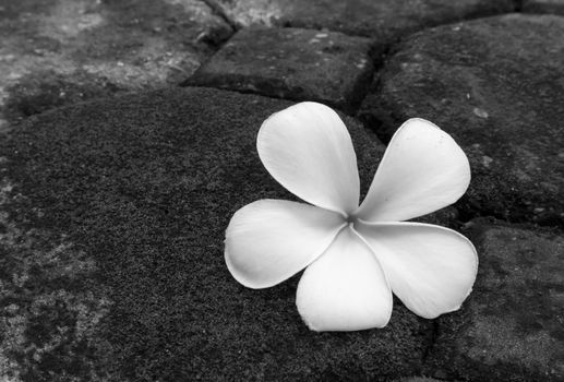 Plumeria flower on stone green moss black and white color tone, rememger feeling concept