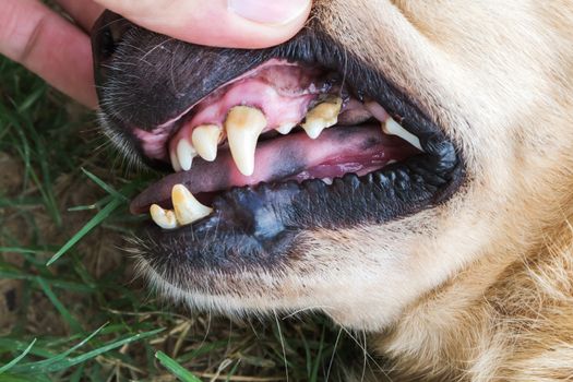 Closeup teeth old dog with tartar, dental dog checking
