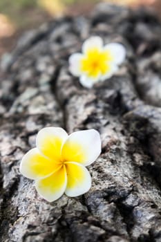 Plumeria on old wood background with sunlight at morning, selective focus