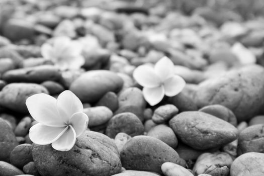 Plumeria flower on stone black and white tone color for spa relax