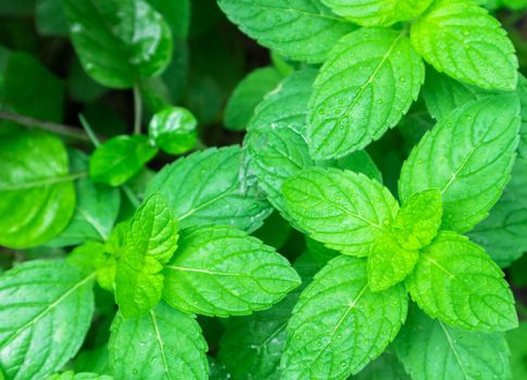 Fresh pepper mint plant at the nature