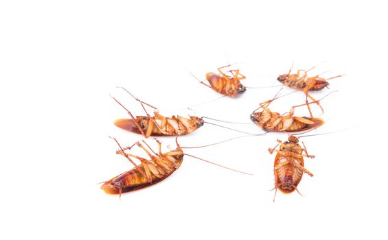Closeup dead cockroach on white background