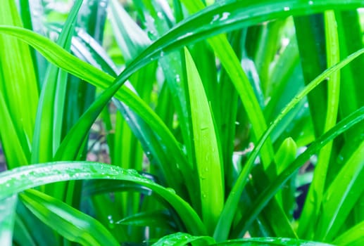 Closeup fresh pandan on nature
