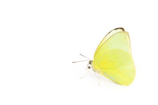Butterfly yellow color on white background