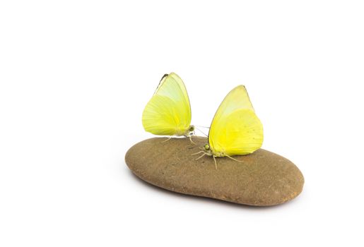 Yellow butterfly on stone with white background