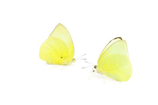 Butterfly yellow color on white background