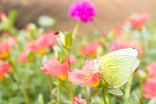 Butterfly yellow color on pink flower in the garden, selective focus