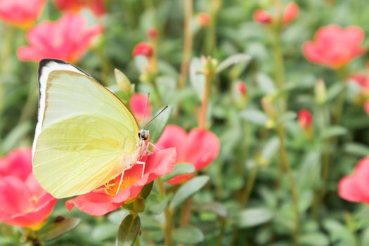 Butterfly yellow color on pink flower in the gardent