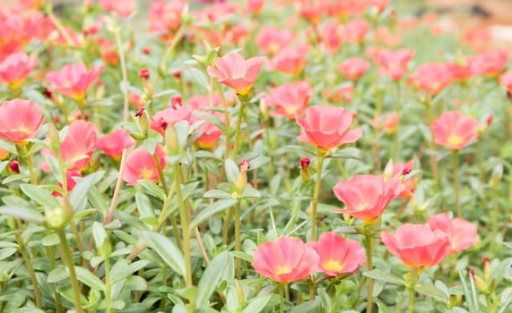 Common Purslane, Verdolaga, Pigweed, Little Hogweed, Pusley sweet pink flower