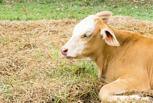 Closeup face young calf one week old, selective focus