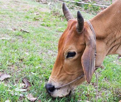 Cow eating grass