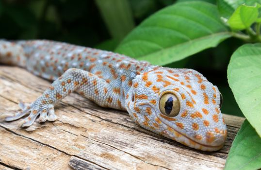 Tokay Gecko on wood in the garden