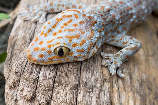 Tokay Gecko on wood in the garden