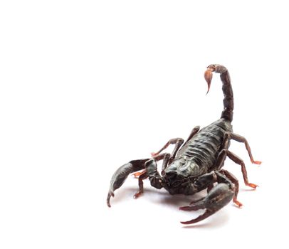 Scorpion isolated on white background