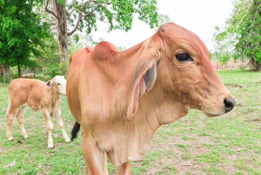 Young calf on grass in the garden, selective focus