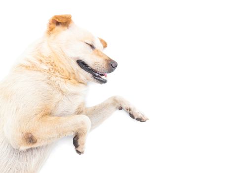 Dog happy sleeping on white background