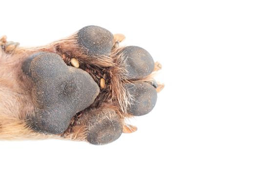 Closeup many ticks on foot dog, selective focus, pet healthy concept