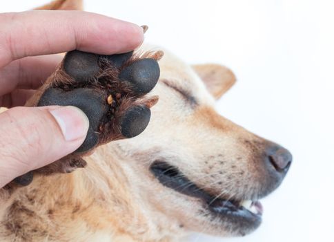Closeup many ticks on foot dog, selective focus, pet healthy concept