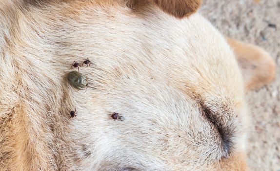 Closeup many ticks on face of dog, selective focus, pet healthy concept