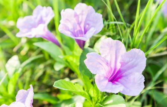 Flowers purple on green grass with morning light