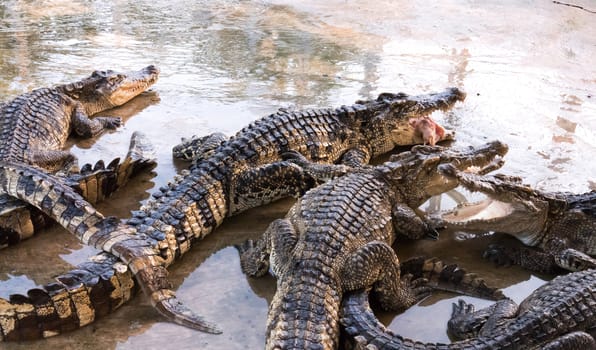 Crocodile from farm, waiting food feelling