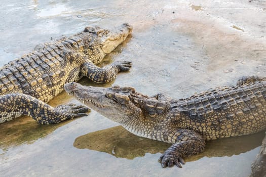 Crocodile from farm, waiting food feelling