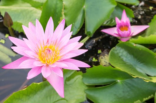 Pink color lotus flowers on the pond