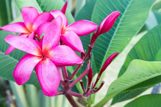 Pink plumeria flowers