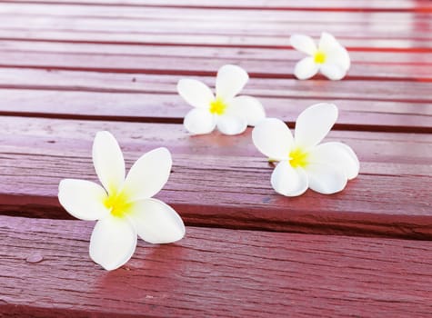 Frangipani Tropical flowers on red wood background