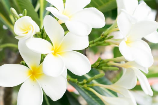 Plumeria bouquet, white plumeria flowers on tree