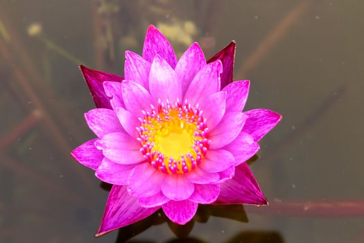 Pink lotus flower on the pond, flower nature background