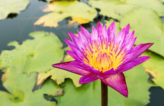 Pink lotus flower on the pond